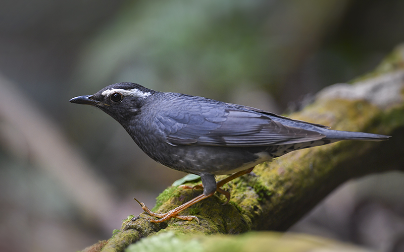 Siberian Thrush (Geokichla sibirica) at Di Linh Bird Hides - Southern Vietnam. Photo by: Bui Duc Tien - Vietnam Bird Photography Tours - Vietbirdphototours.com